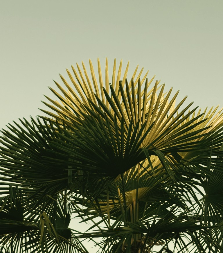 Palm tree — representing growth and roots